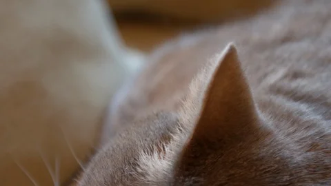 Big fat cat. Video stock 119285050