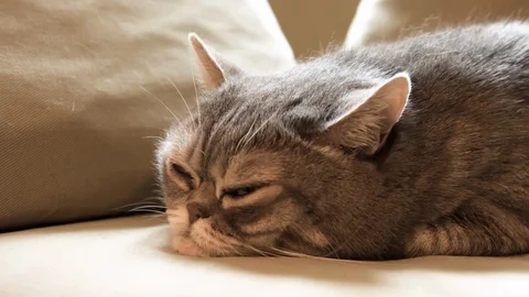 Big fat cat. Video stock 119285093