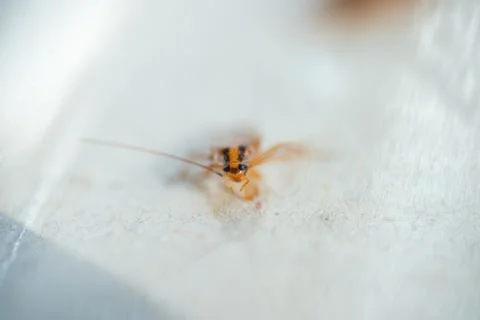 Big, fat cockroach close up Stock Photos