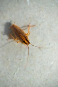 Big, fat cockroach close up Stock Photos