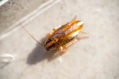 Big, fat cockroach close up Stock Photos