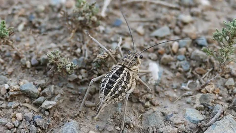 Big  fat Cricket sits  on the ground. Stock Footage 82062113