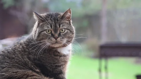 A big fat grey cat sitting on a chair looking around Stock Footage 274176892