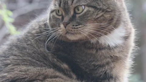 A big fat grey cat sitting on a chair looking around Stock Footage 274176893