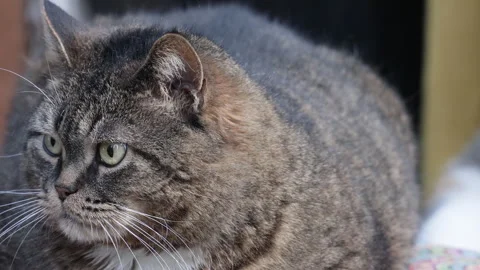 A big fat grey cat sitting on a chair looking around 스톡 동영상 274176915