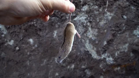 Big fat grey mouse in man's hand. Man holds the mouse by the tail Stock Footage 120253330
