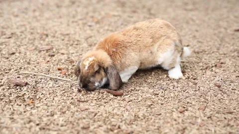 Big fat rabbit with long ears chewing tasty food outdoors Stock Footage 304246324