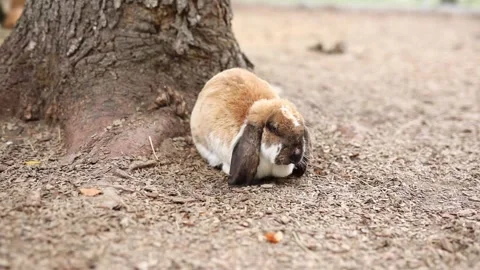 Big fat rabbit with long ears chewing tasty food outdoors Vidéo 304246505