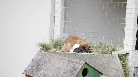 Big fat rabbit with long ears chewing tasty food outdoors Vidéo 304246640