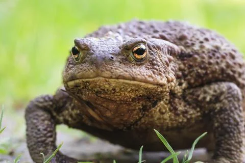 Big fat toad crawling along a dirt path Stock Photos