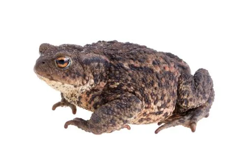 Big fat toad Stock Photos