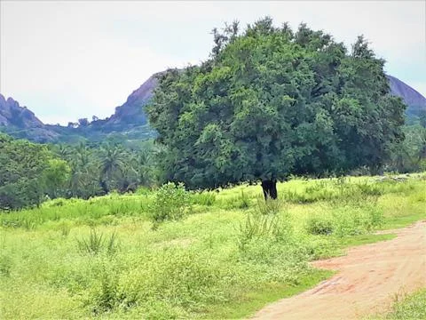 BIG FAT TREE WITH MOUNTAIN 스톡 사진