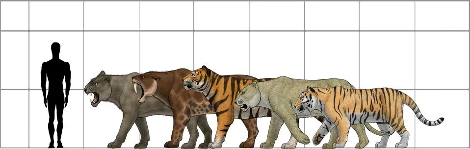 Big felines size chart. Ilustración de archivo