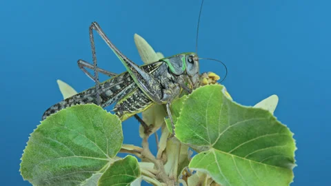 Big female grasshopper sits on lime tree and cleaning its long antennae Stock Footage 341293762