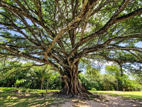 Big Ficus tree in front of the Garcia D'Avila castle, in the Praia do Forte,  Stock Photos