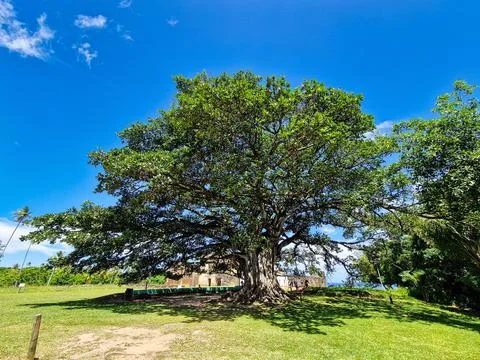 Big Ficus tree in front of the Garcia D'Avila castle, in the Praia do Forte.. Stock Photos