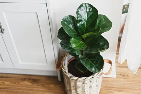 Big fiddle leaf fig tree in stylish modern pot near kitchen furniture. Ficus  Stock Photos