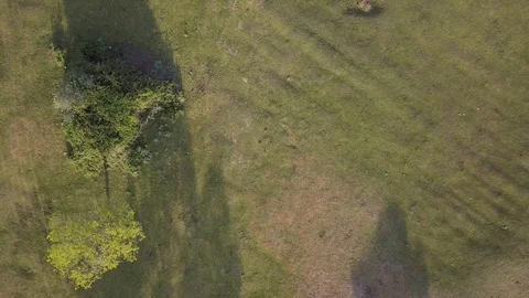 Big field and two trees with dolly camera movement drone aerial shooting Stock Footage 113670840
