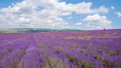 Big  field of blooming lavender Stock Footage 98494884