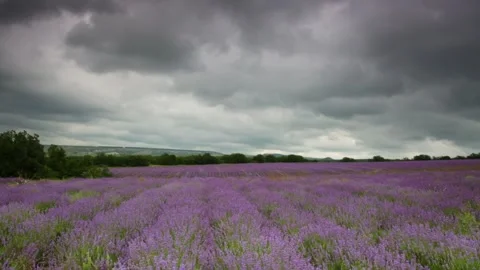 Big field of the blossoming lavender in cloudy summer day Video stock 305187976