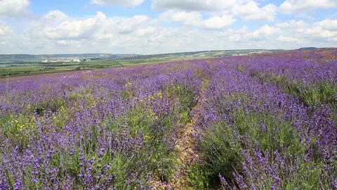 Big field of the blossoming lavender Video stock 98494330