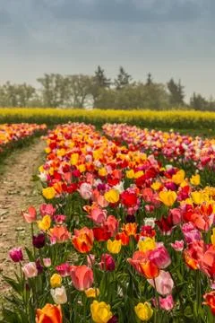Big field of colorful flowers and yellow rapeseed Stock Photos