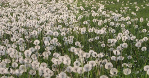 A big field of dandelions in the evening Video stock 38023034