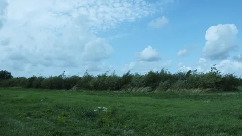 Big Field Of Grass Filled With Wheat Video stock 247141237