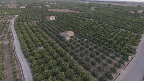 A big field of orange trees Stock Footage 81516765