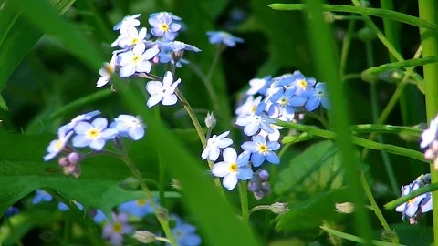 Big field of shining blue flowers and green grass Stock Footage 100437390