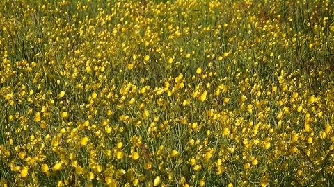 Big field of shining yellow flowers Stock Footage 100436480