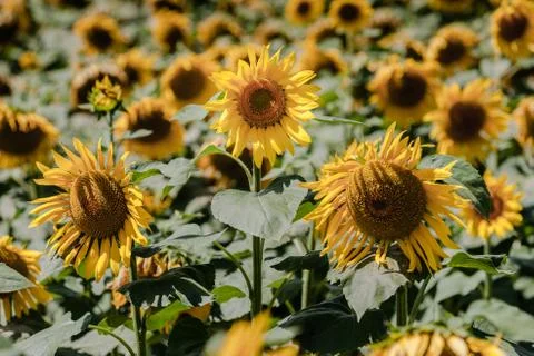 Big field of sunflowers. Composition of nature. Stock Photos