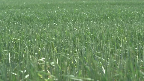 Big field with young green spring wheat waving with wind. Forest on the Stock Footage 130777507