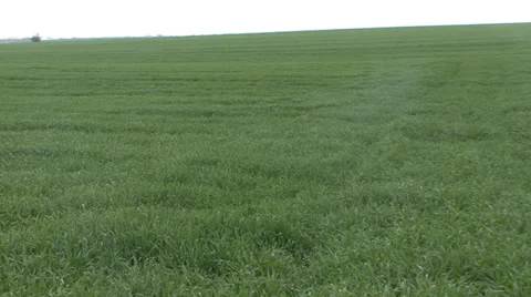 Big field of young wheat in spring Stock-Footage 36988700