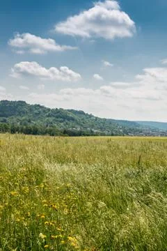 Big fields of high and green grain and forest in the background Foto stock
