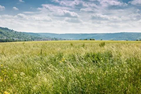 Big fields of high and green grain and forest in the background 库存照片