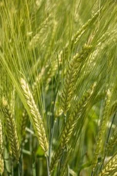 Big fields of high and green grain and forest in the background Stock Photos