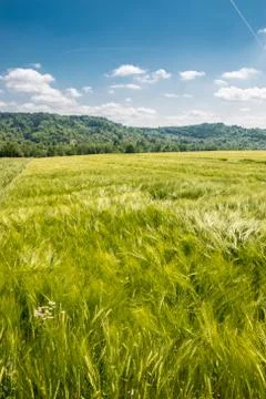 Big fields of high and green grain and forest in the background 库存照片