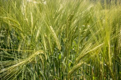 Big fields of high and green grain and forest in the background Stock-Fotos