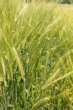 Big fields of high and green grain and forest in the background Stock Photos