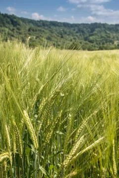 Big fields of high and green grain and forest in the background Stock-Fotos