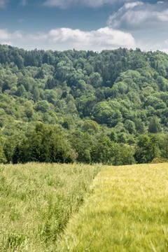 Big fields of high and green grain and forest in the background 库存照片