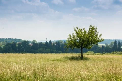 Big fields of high and green grain and forest in the background Stock Photos