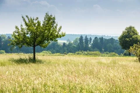 Big fields of high and green grain and forest in the background Stock Photos