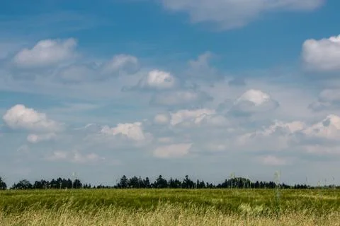 Big fields of high and green grain and forest in the background Stock Photos