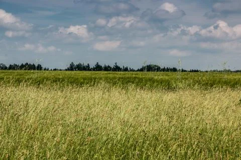 Big fields of high and green grain and forest in the background Stock Photos