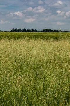 Big fields of high and green grain and forest in the background Stock-Fotos