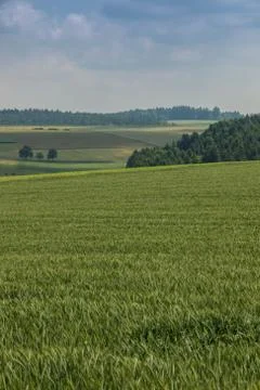 Big fields of high and green grain and forest in the background Stockfoto's