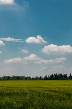 Big fields of high and green grain and forest in the background Stock Photos