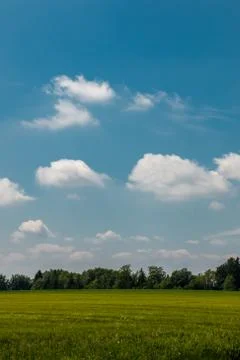 Big fields of high and green grain and forest in the background Stock Photos